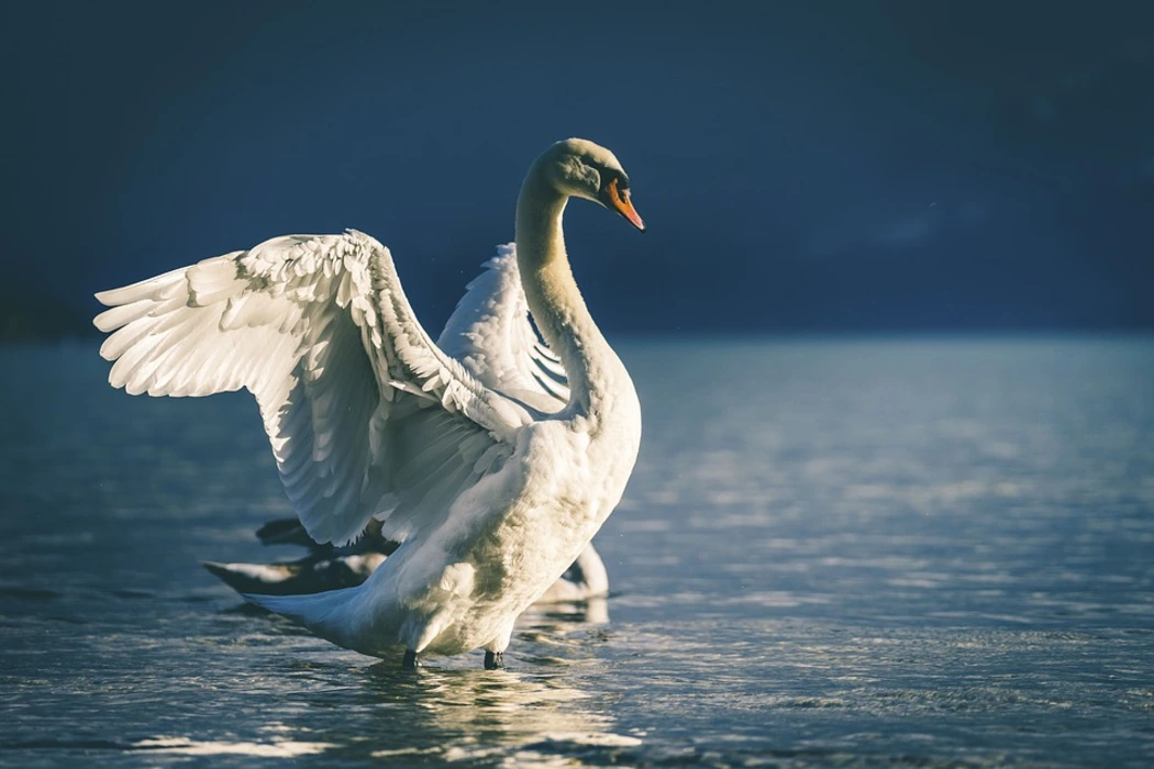 Elegant. Image from https://www.yezibizhi.com/Img-4/100422/111045.shtml